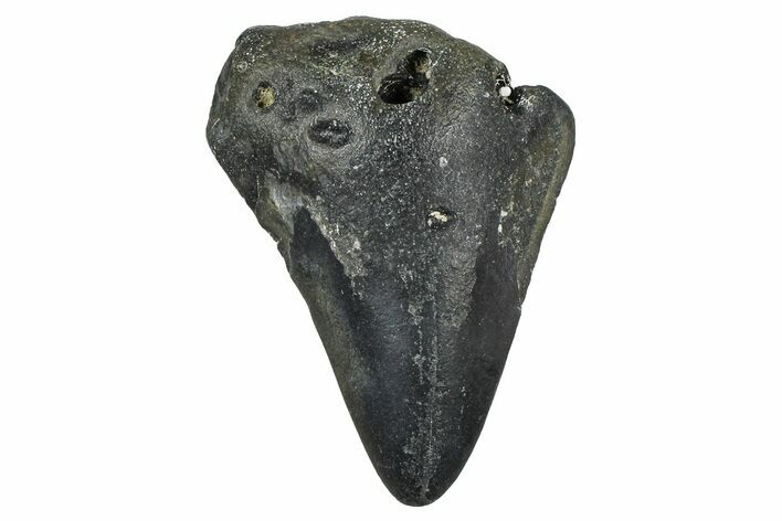 Partial, Fossil Megalodon Tooth - North Carolina #371718